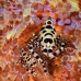 shrimp_coleman_bhr_tam_v_0536_bal6492.jpg